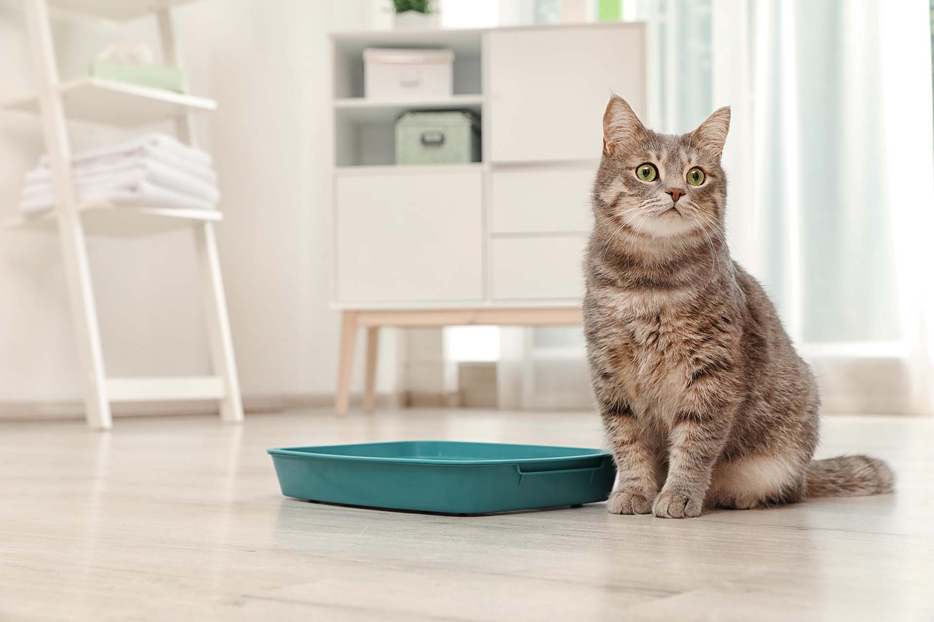 How Do I Prevent Cats from Eating Kitty Litter? I Pettable I ESA Experts